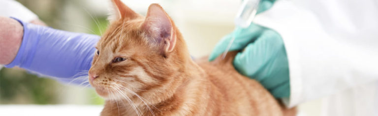 Вакцинация кошек и собак