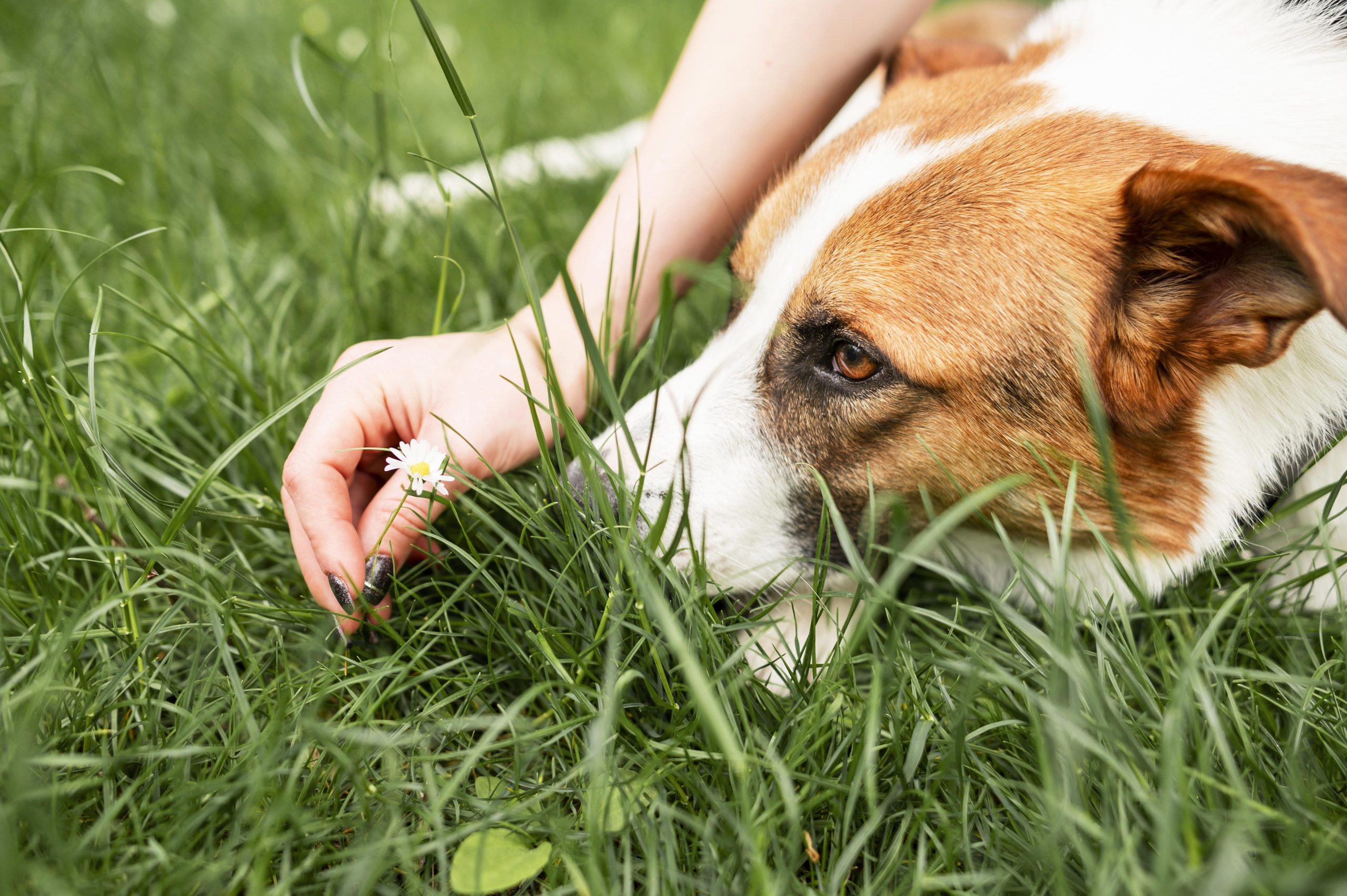 Клещ у собаки: признаки, что делать, как вытащить и как защитить питомца