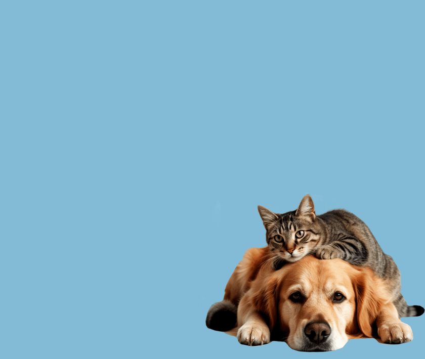 Современный многофункциональный ветеринарный стационар