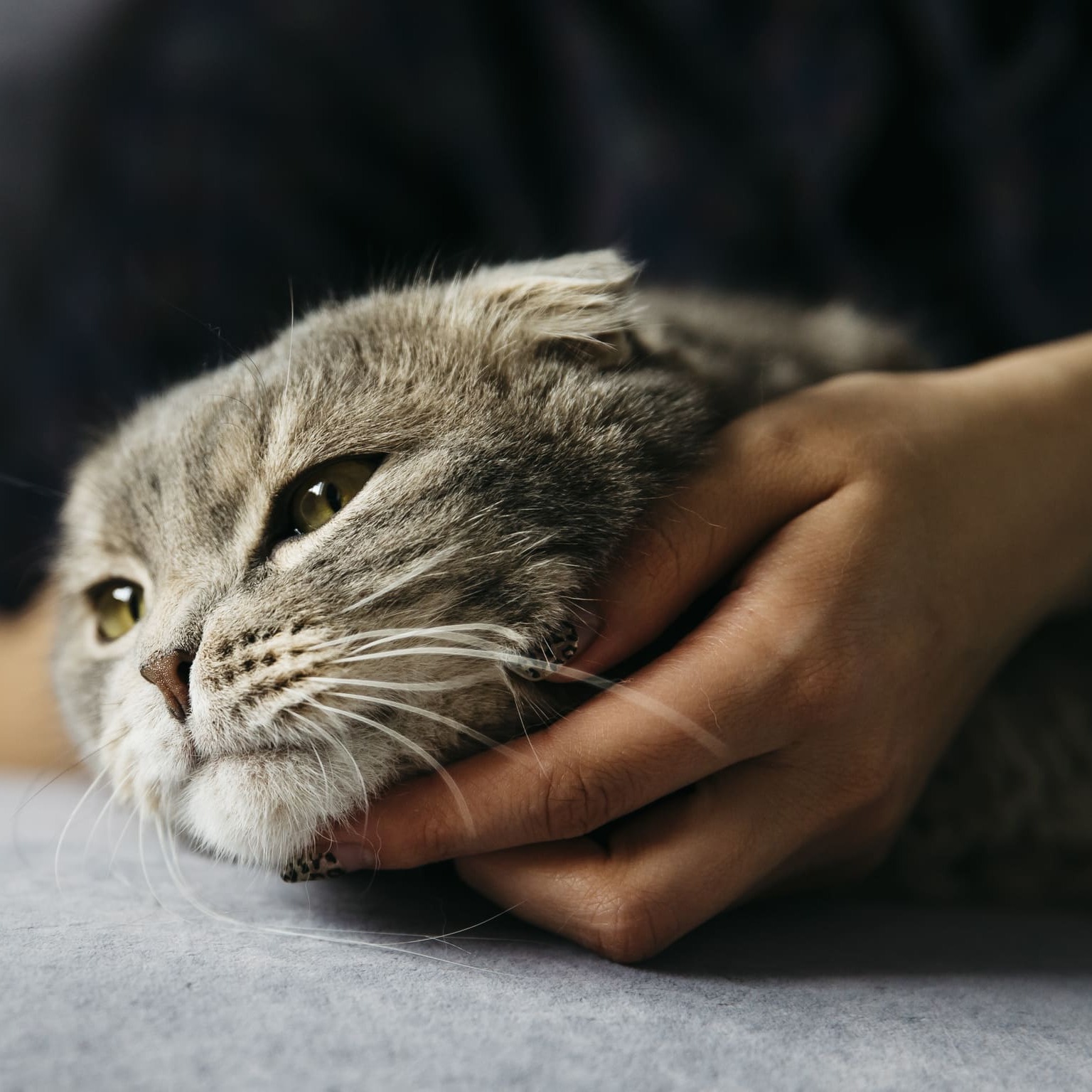 Судороги у кошки