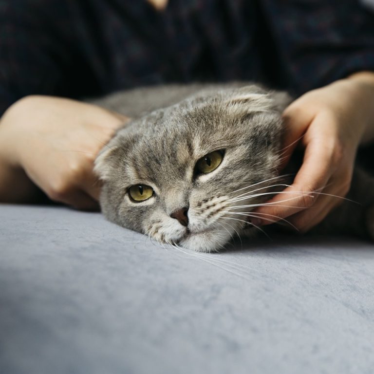 Панлейкопения у кошек