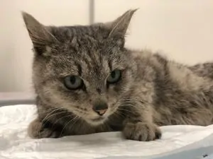 Лечение кошки