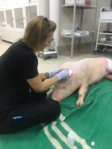 Лечение поросёнка