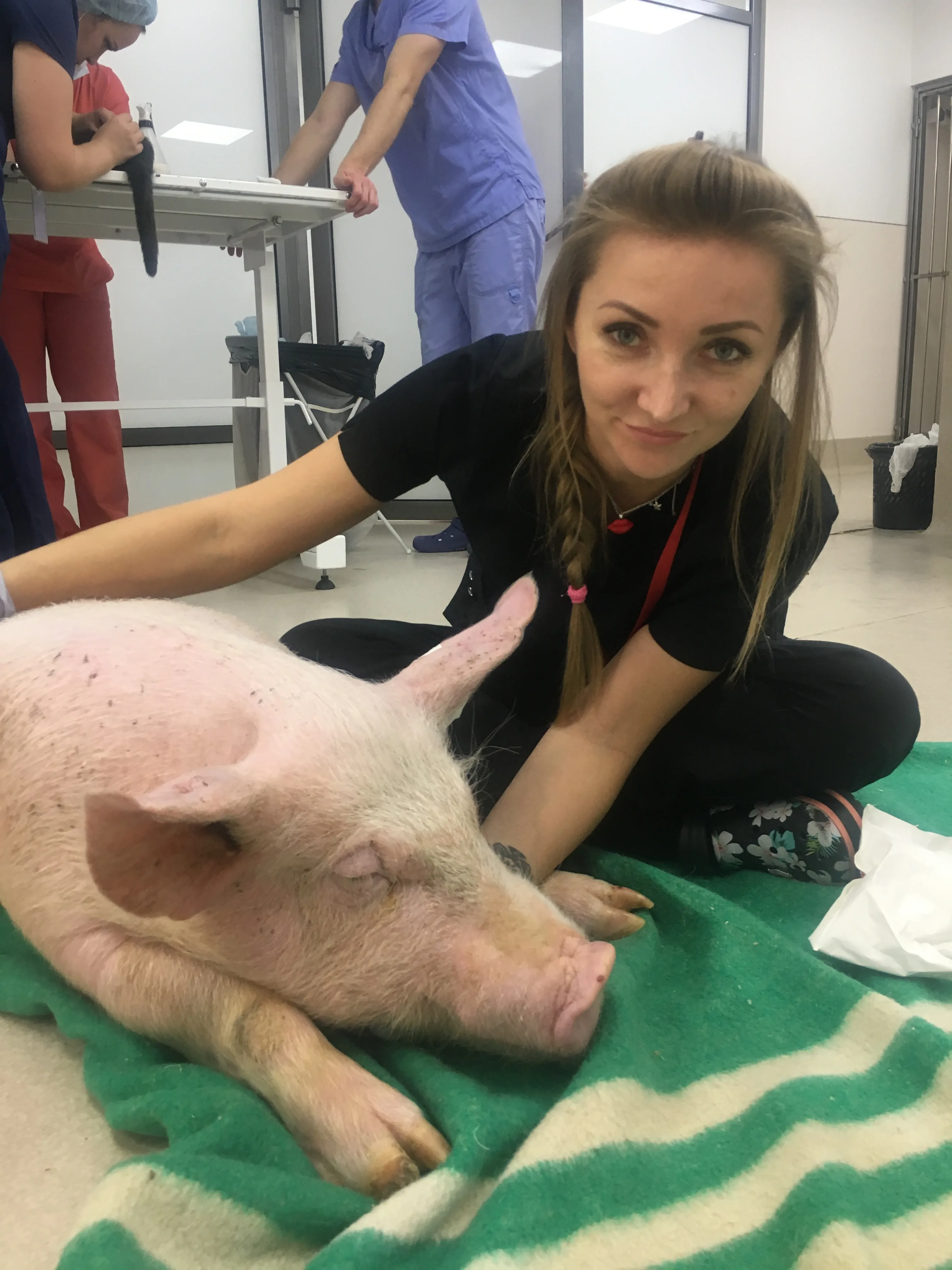 Свинья в клинике