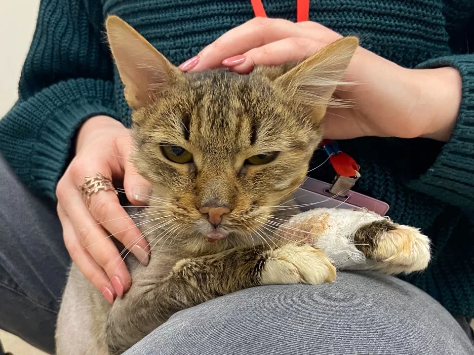 Кот Константин