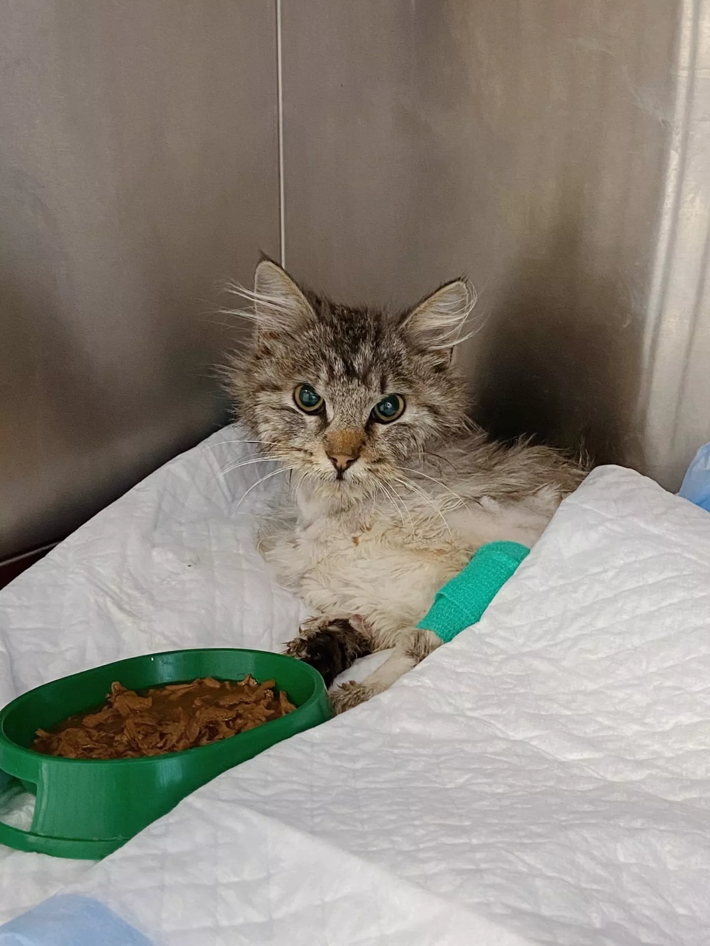 Пластическая операция коту