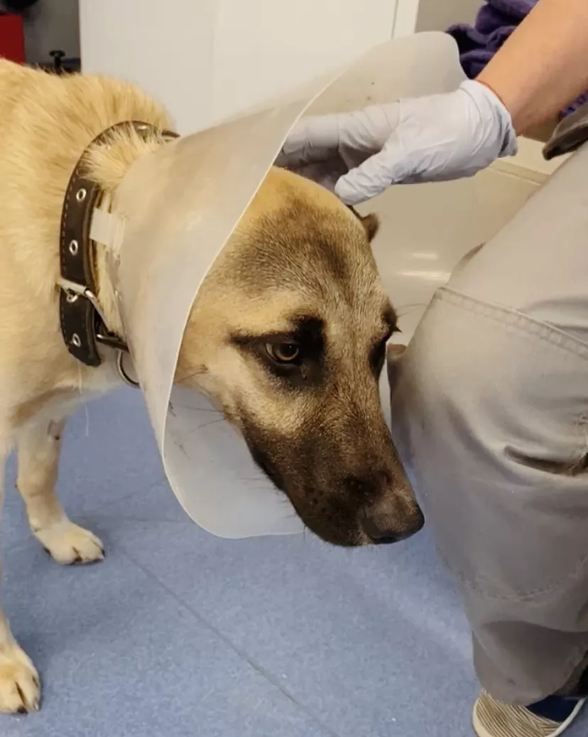 Героическое восстановление после травмы