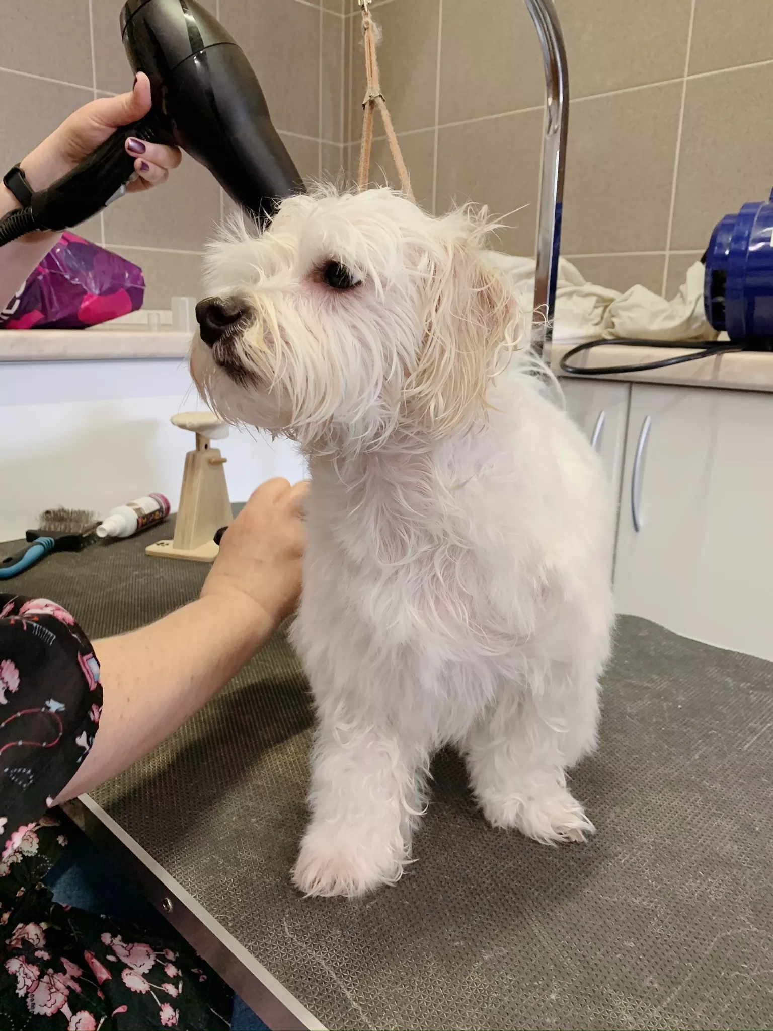 В нашей клинике доступна услуга груминга