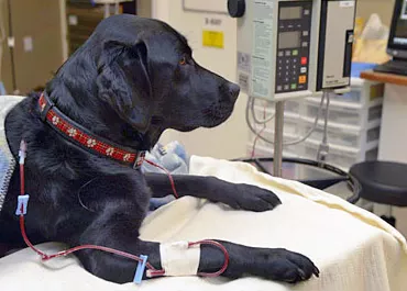 Новая услуга – переливание крови