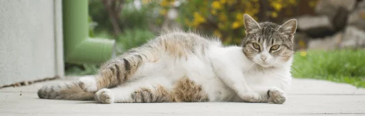 Беременная кошка