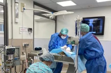 Стационар для собак