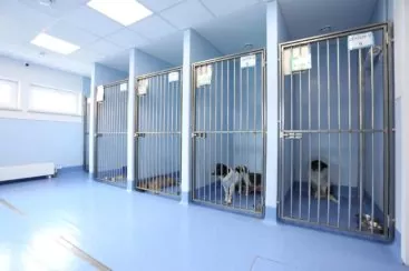 Общие анализы для животных