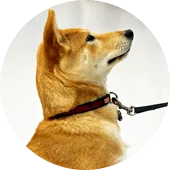 Курс послушания