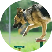 Общий курс дрессировки