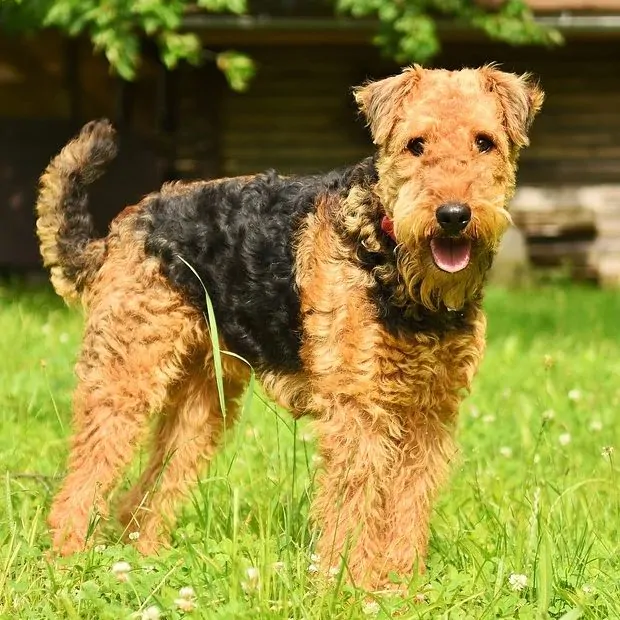 Эрдельтерьер