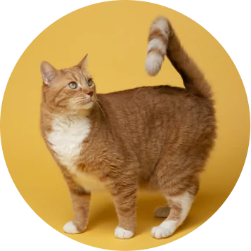 Оформление ветпаспорта