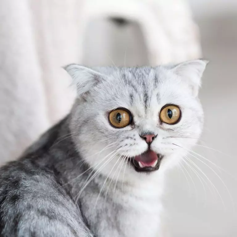 Кошка тяжело дышит