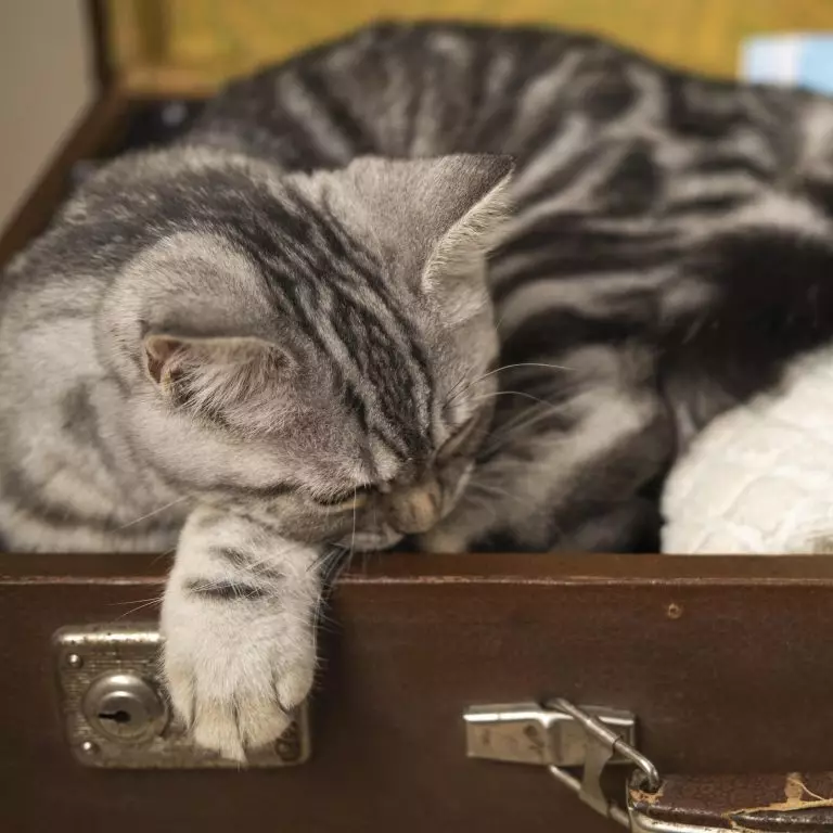 Кошка вялая