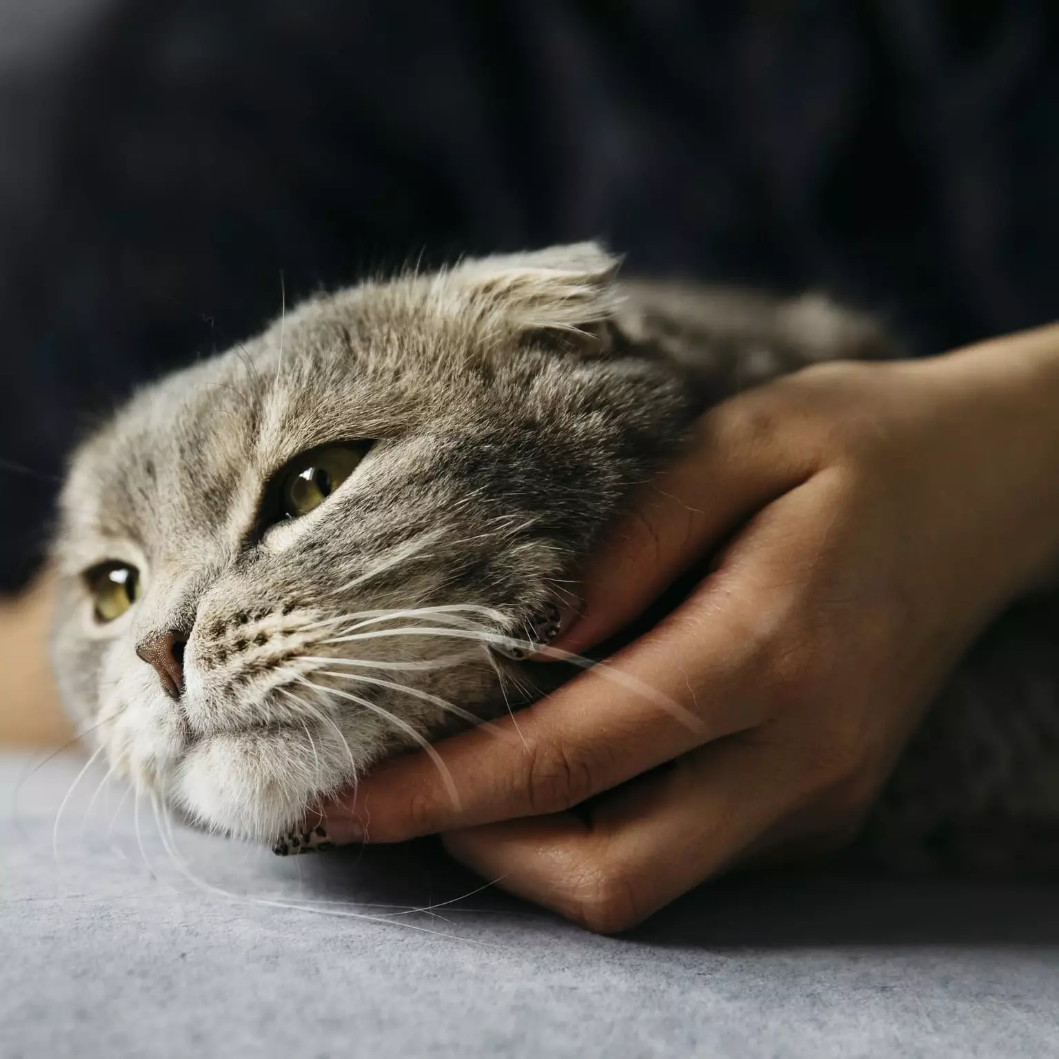Судороги у кошки